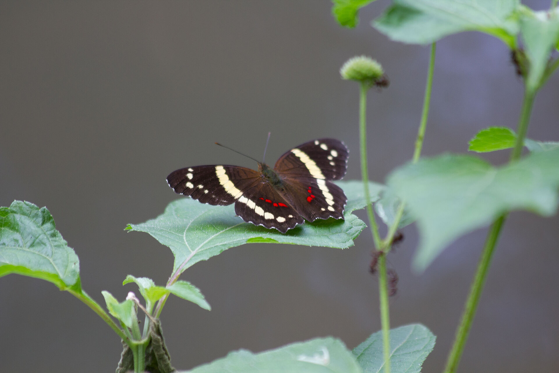 IMG_5133.jpg